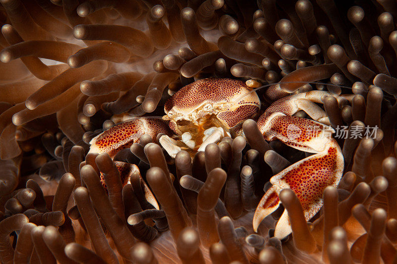 海葵上的瓷蟹(Neopetrolisthes maculatus)